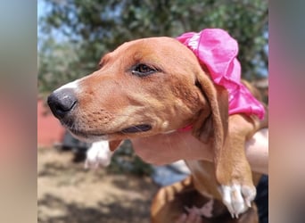 Aqua Welpe Jagdhund Mischling Hündin sucht Zuhause oder Pflegestelle