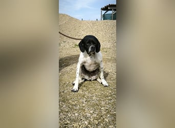 Sangria  - Pointer, lieb und verträglich, auch mit Katzen