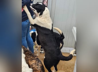 Mella - Gute-Laune-Hund
