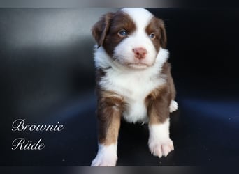 Mini Aussies-Mini Australian Shepherd Welpen