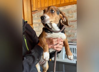 Nelly, geboren 25.12.2024, 29cm sucht ihre Menschen