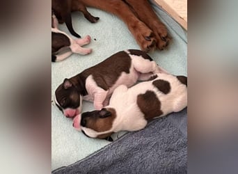 Neun kleine Tierschutzwelpen❤️in 22399 Hamburg suchen ihr Für-immer-Zuhause