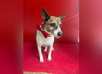 Trüffy, Foxterrier-Mix, Rüde, geb. am 26.09.2018, 30 cm, 9 kg