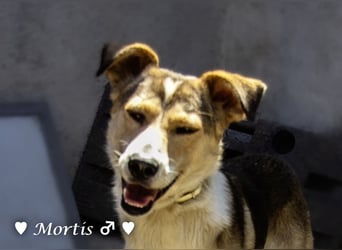 Familienhund Mortis sucht ein Zuhause