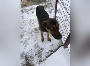 Freundliche Bela sucht ein Zuhause
