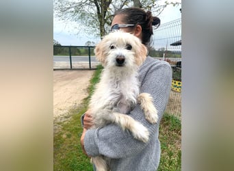 Pete - Sensibelchen sucht Familie