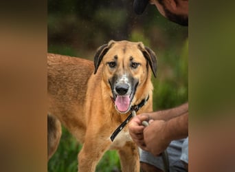 Muffin (weibl.), sucht liebevolle und geduldige Menschen!