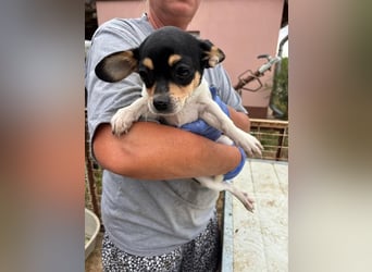 Pityke, kleiner Chihuahua Welpe geb. 2025