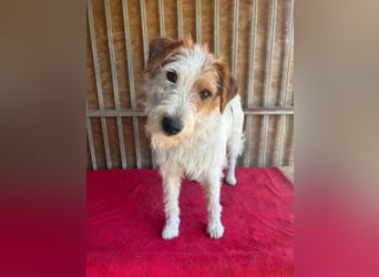 Fredi, Foxterrier-Mix, Rüde, geb. am 01.01.2024, 42 cm