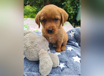 Zauberhafte Labradorwelpen, foxred