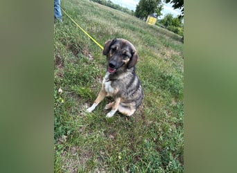 Hazel - liebevoll,schüchtern&ruhig