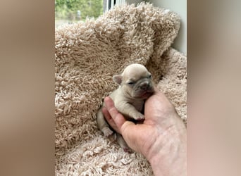 Gesunde Sportliche Französische Bulldoggen aus Familienzucht!