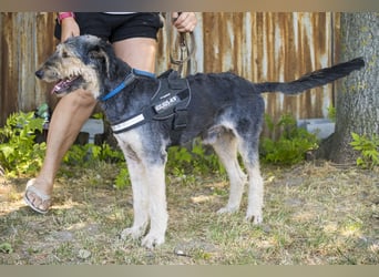 Boomer-SI, junger Hund sucht aktive Familie