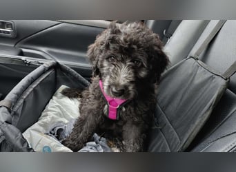 Bergamasker Barbet Mix Doodle Bergamasco Franz. Wasserhund Bergadoodle für Allergiker nicht haarend