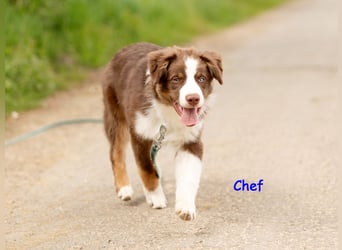 Australian Shepherd Welpen Rüden, ASCA