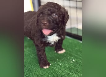 Lagotto Romagnolo Welpen reinrassige