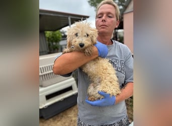 Abu, verspielter Maltipoo Welpe geb. 2025