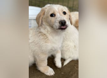 Clover, geb. ca. 12/2024, lebt in GRIECHENLAND, auf einer privaten Pflegestelle