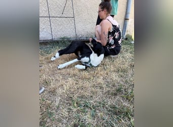 Schmusebacke Lana sucht ihre Familie ❤️