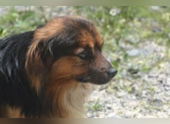 Salsicha, einer von zwölf zurückgelassenen Hunden sucht ein neues Zuhause