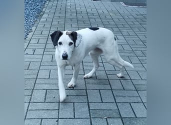 Lucie, Mischling, geb. 2009, eine traumhafte Seniorin