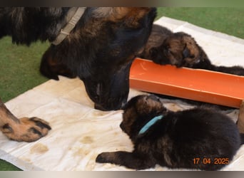 Dunkelgraue Schäferhunde aus Kör-u.Leistungzucht