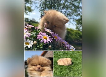 Pomeranian Zwergspitz Welpen