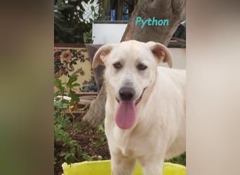 Python 10/2023 (ESP Pflegestelle) - verspielter und menschenbezogener Junghund!