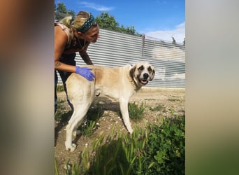 Pancho, ein zarter großer Rüde
