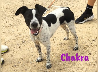 Chakra geb. 01/2025 (ESP) - sympathische und fröhliche Pointer-Bodeguero-Mix Welpin!