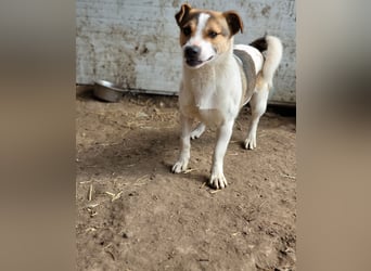 Olaf, kleiner Junghund, ca, 2 ¾ Jahre, schüchtern, vorsichtig, neugierig, sozial