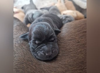 Labradorwelpen