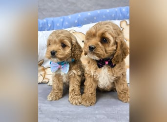 Schöne Cockapoo-Welpen