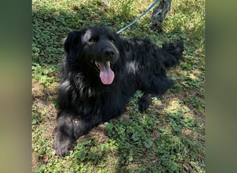 Morty ein Friendly-Dog