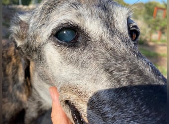 Monja & Hope – zwei Herzenshunde suchen Ihr Zuhause
