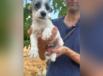Luke, geboren 30.03.2025, 20cm sucht seine Chance
