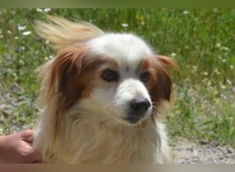 Kiko – einer von zwölf zurückgelassenen Hunden sucht ein neues Zuhause