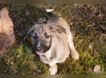 Akido – Sportskanone sucht Zuhause