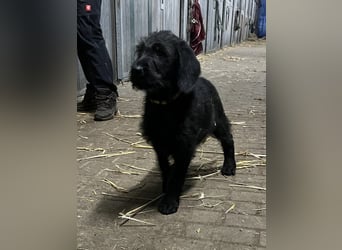 Labradoodle Welpen F2