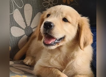 Golden Retriver