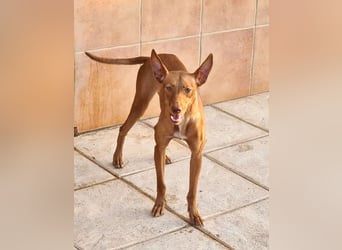 Charmante LOVANI-sehr sozial, liebt Mensch und Hund und wartet sehnsüchtig auf ihr schönes Zuhause