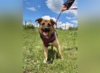Liebe Ruby sucht eine neue Bleibe