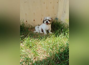 Shih Tzu Mädchen Yuki