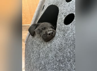 Labrador Mix Welpen