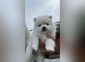 Süße Pomeranian Zwerkspitz Welpen 