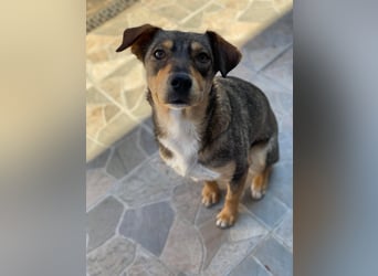 Maggie sucht liebevolles zu Hause