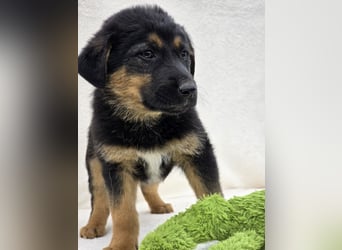 Nico, einer von 7 Welpen der die Welt erkunden möchte