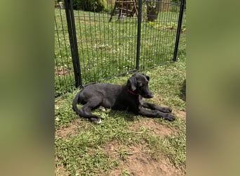 Deerhoundwelpen suchen ein liebevolles Für-Immer-Zuhause