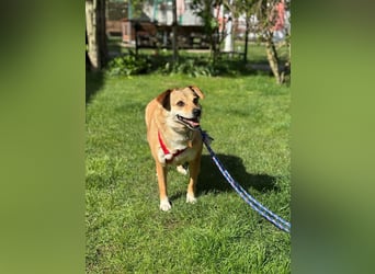 ♥ADELE♥ auf Pflegestelle bei Köln - süße kleine, noch etwas vorsichtige Hündin 41 cm