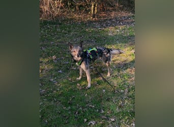 Grisa - eine ganz besondere Hundedame